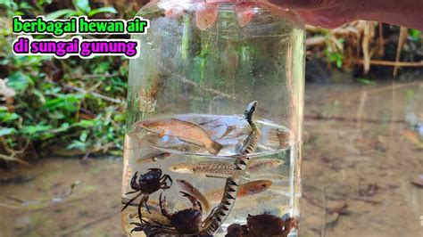 Ada Ular Loreng Ikan Channa Guppy Liar Wader Kepiting Hitam Youtube