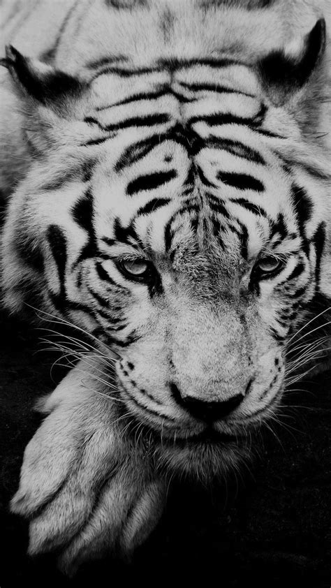 Tiger Iphone Hd Wallpapers Top Free Tiger Iphone Hd Backgrounds