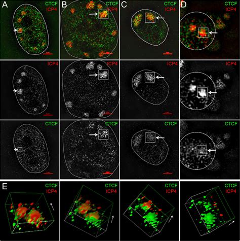 CTCF Is Recruited To HSV 1 Replication Compartments Human Primary