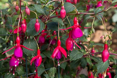 How To Pinch Out Fuchsias Fuchsia Plant Fuchsia Plants