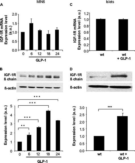 Glp 1 Increases Igf 1r Protein But Not Mrna Expression In Min6 Cells Download Scientific