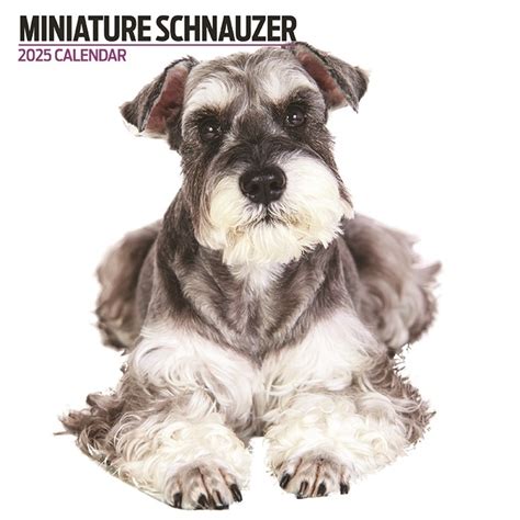 Miniatuur Schnauzer Kalender Kopen Bestel Eenvoudig Online