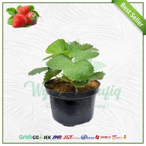 Jual Bibit Pohon Strawberry Red Giant Australia Buah Strawberry Jumbo