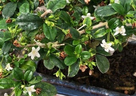 Los cuidados del bonsái Carmona y sus secretos Mistral Bonsai