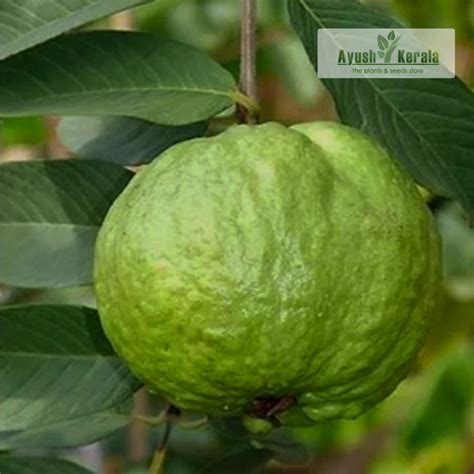 Buy Thai 5 Guava Fruit Plant Kerala Nursery