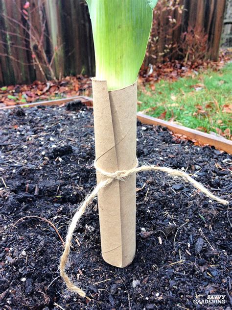 Perennial Onions: 6 Types of Perennial Onions for Vegetable Gardens