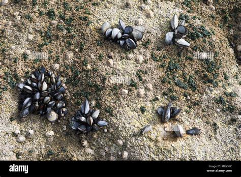 Bed Of The Common Mussel Mytilus Edulis On A Beach In Spain Stock Photo