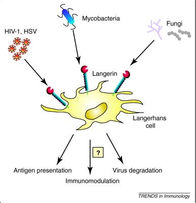 Langerhans Cells