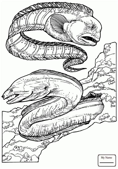 Electric Eel Drawing At Getdrawings Free Download