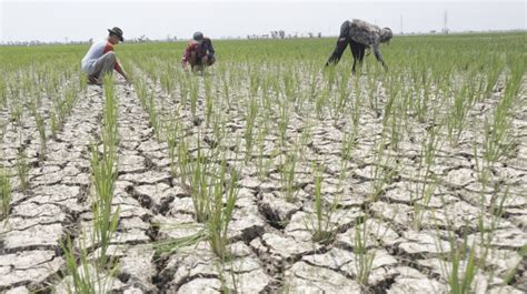 Kementan Dan KemenPUPR Gelar Koordinasi Untuk Tingkatkan Produksi Beras