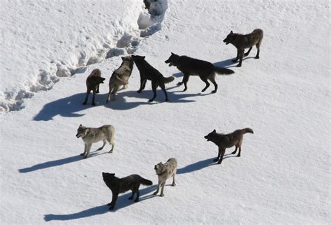 Fotos gratis : nieve, invierno, depredador, temporada, animal salvaje, Animales, mundo animal