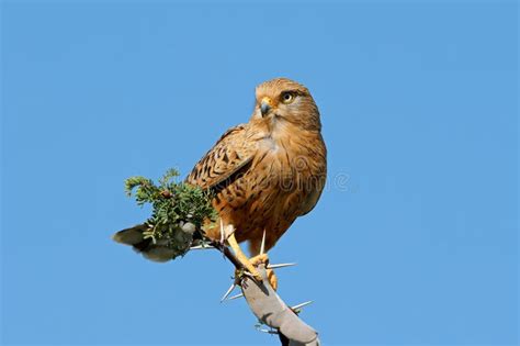 A Greater Kestrel Perched On A Branch Against A Blue Sky South Africa