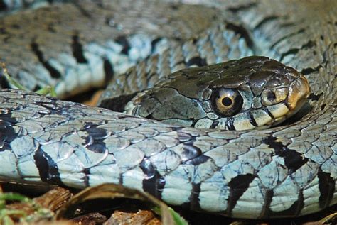 Reptiles | Wildlife Online