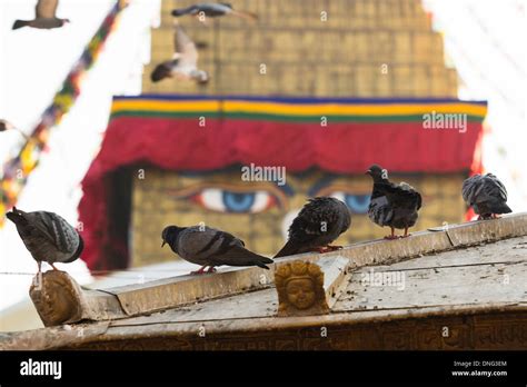 Pigeons And Boudhanath Stupa The Symbol Of Nepal With Colorful