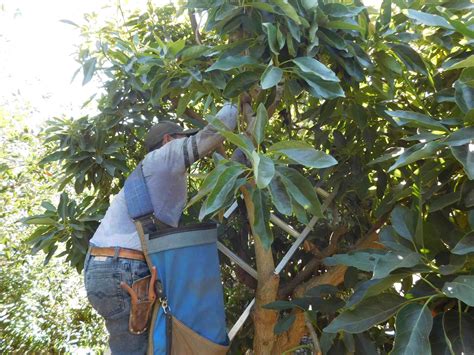 Avocado Harvest And Packing The Produce Nerd