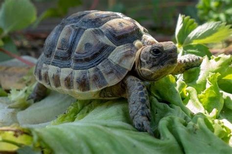 Cuidados De Una Tortuga De Tierra Alimentación Terrario Higiene