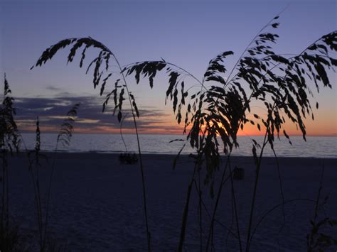 Bildet Strand Landskap Kyst Tre Vann Natur Sand Horisont