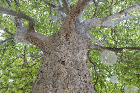 The Home Of The Worlds Biggest Sycamore Tree Stump Will Surprise You