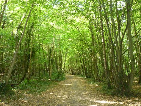 Hockley Woods Antony Brown Flickr