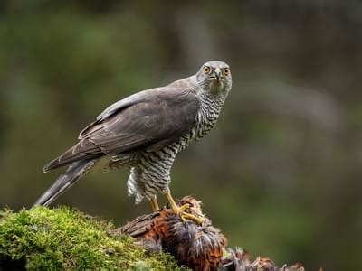 Sparrowhawk Hunting (Behaviour, Prey, Techniques + FAQs) | Birdfact