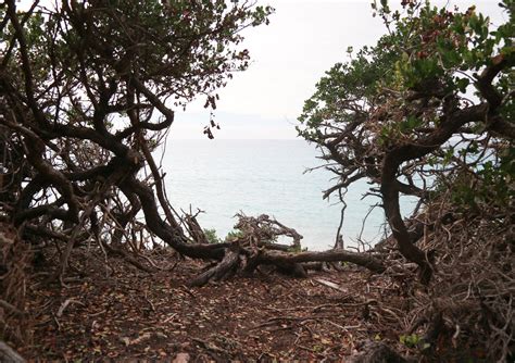 West Whale Bay Beach Bermuda Longtail Limousine