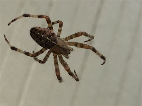 Unidentified Spider In Seattle Washington United States