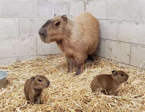 Capybara Bites: Understanding the Risks of Being Bitten by These Pets