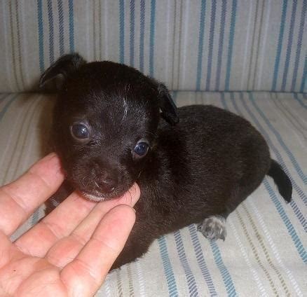 Rex - Adorable Black Chiweenie Boy for Sale in Rattan, Oklahoma Classified | AmericanListed.com