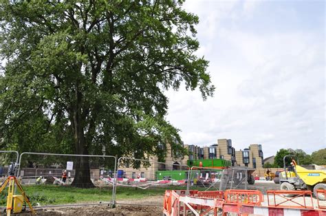 Detailed Tree Assessment & Planning Consultation: Oxford University