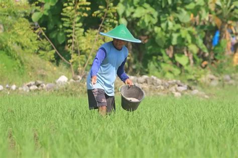 Petani Harus Bersabar Jatah Pupuk Subsidi Untuk Sumedang Tahun