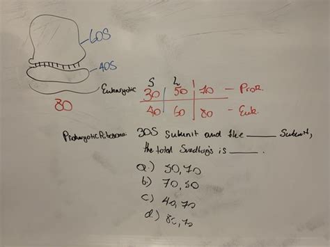 CELL TEST 2 Chapter 4 Flashcards Quizlet