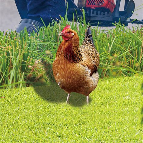 Stiwee Chicken Garden Plug In Garden Decoration Realistic Chicken