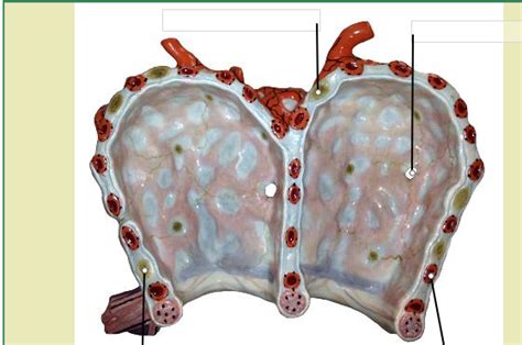 Alveoli Diagram | Quizlet