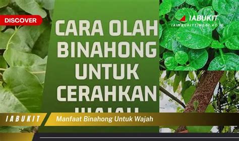 Temukan Manfaat Binahong Untuk Wajah Yang Bikin Kamu Penasaran