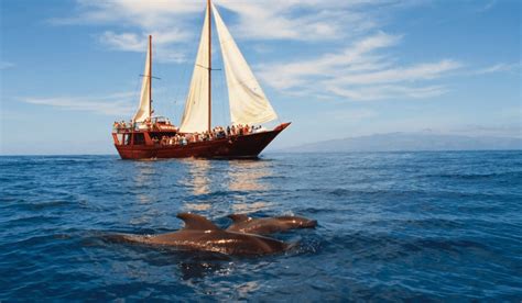 Best Whale Watching Tenerife: Boat Tours in Tenerife