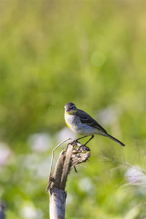 Image Of Bird Eastern Yellow Wagtail Stock Photo Image Of