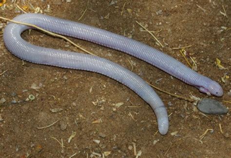 bipes biporus  toed worm lizard lizard worms creatures