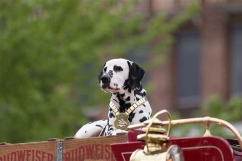 Traveling With Your Dog to Louisville, Kentucky: Pet-Friendly Flights ...