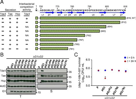 Vgrg C Terminus Confers The Type Vi Effector Transport Specificity And