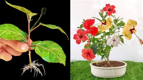 How To Propagate Hibiscus Plant From Cutting Hibiscus Cutting Propagate Youtube