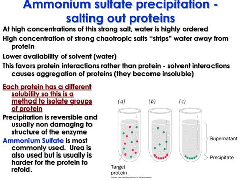 PPT Protein Purification And Characterization PowerPoint Presentation