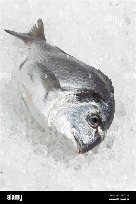 Gilthead Bream Sparus Auratus Fresh Fish On Ice Stock Photo Alamy