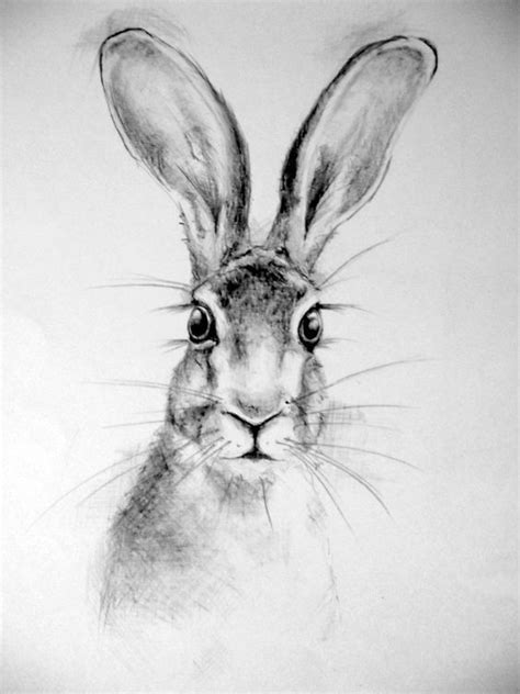 Pin By C On Painting Bunny Art Rabbit Art Drawings