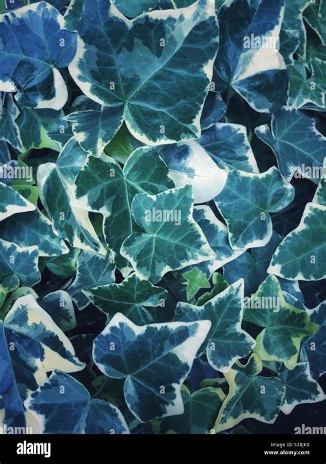 Variegated Ivy Stock Photo Alamy