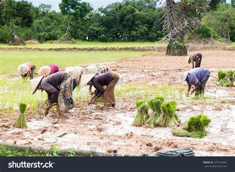 Cambodian Farmer Planting On Paddy Rice Stock Photo 337524047