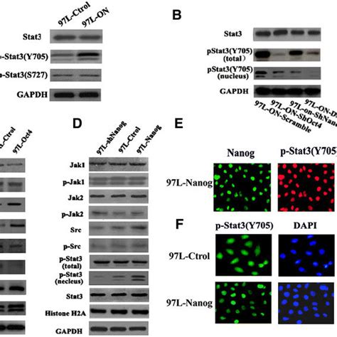 Oct4 Nanog Mediated Stat3 Activation Regulates Snail Expression In