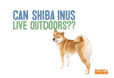 Shiba Inus The Ultimate Guide My First Shiba Inu