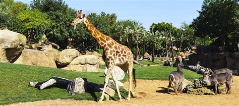 BIOPARC Valencia celebra el Día Mundial de la Jirafa 2019