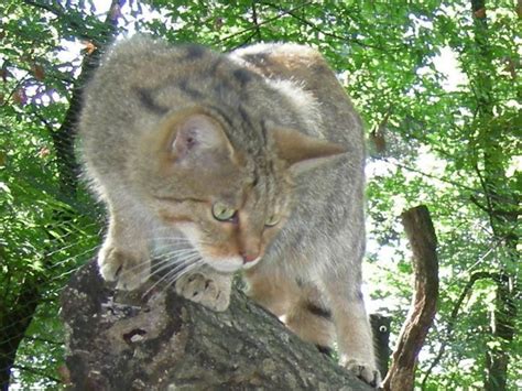 Warum Landen Katzen Immer Auf Ihren Pfoten