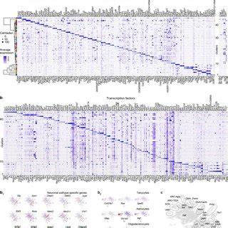 Marker genes to define molecular phenotypes a, Differential gene ...